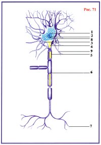 Тело нейрона