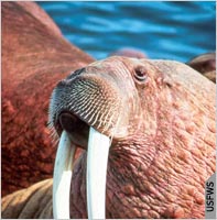 Популяция моржей в Тихом океане насчитывает 129 000 особей