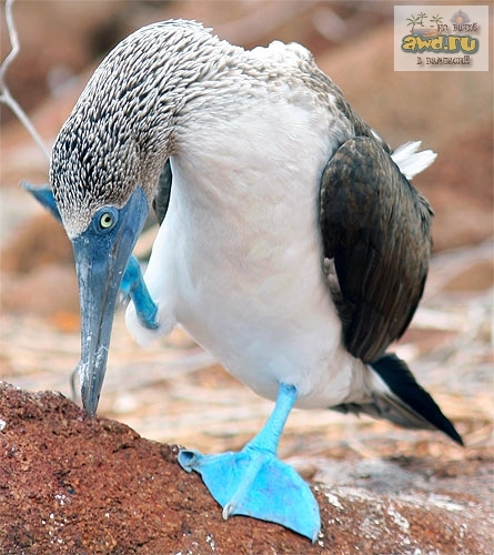 Герберт Уэллс, "Похищенная бацилла" (5-ый)