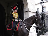 Norfolkia