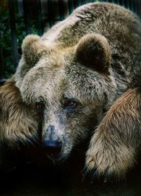 Медведь - символ Руси