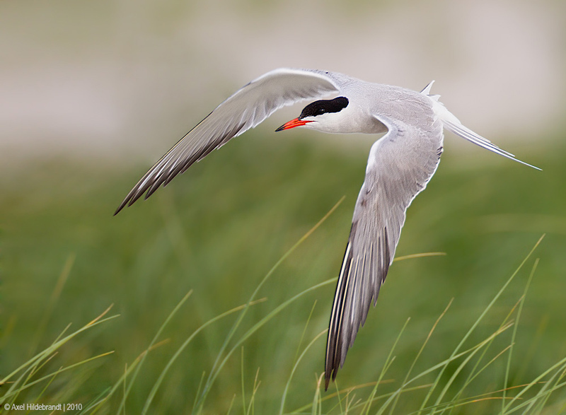 Глава 14 "Возможна ли вообще свобода?" (14)