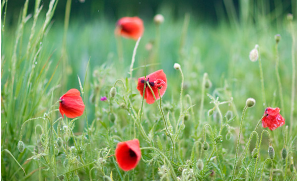 Глава 5 "Любовь, взаимоотношения и исцеление" (5)