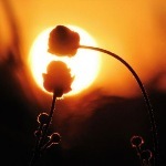 Как найти свою родственную душу? (06) Как найти свою родственную душу? (06)