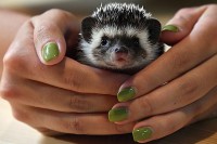 В Москве открылось кафе, где можно брать на руки ежиков (952) В Москве открылось кафе, где можно брать на руки ежиков (952)