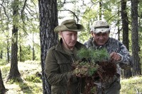 Путин и Шойгу спасли во время отдыха сибирскую сосну