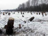 «Черные лесорубы»  уничтожили лес на сумму более 2,5 миллионов рублей.