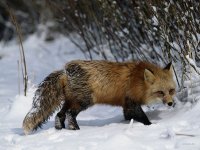 Кировчане не боятся бешенства.