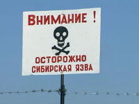 Бизнесмена оштрафуют за сибирскую язву.
