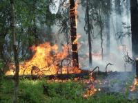 70 гектаров леса горит в Верхнекамском районе.