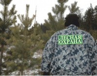 О краже елок из леса можно сообщить по горячей линии.