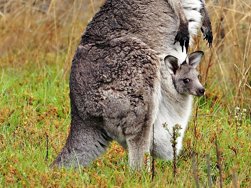 Не бойтесь носить ребёнка в "кенгурушке" (54)