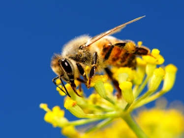 "Медовые мифы". Часть 2 (81)