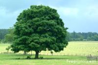 зеленое дерево
